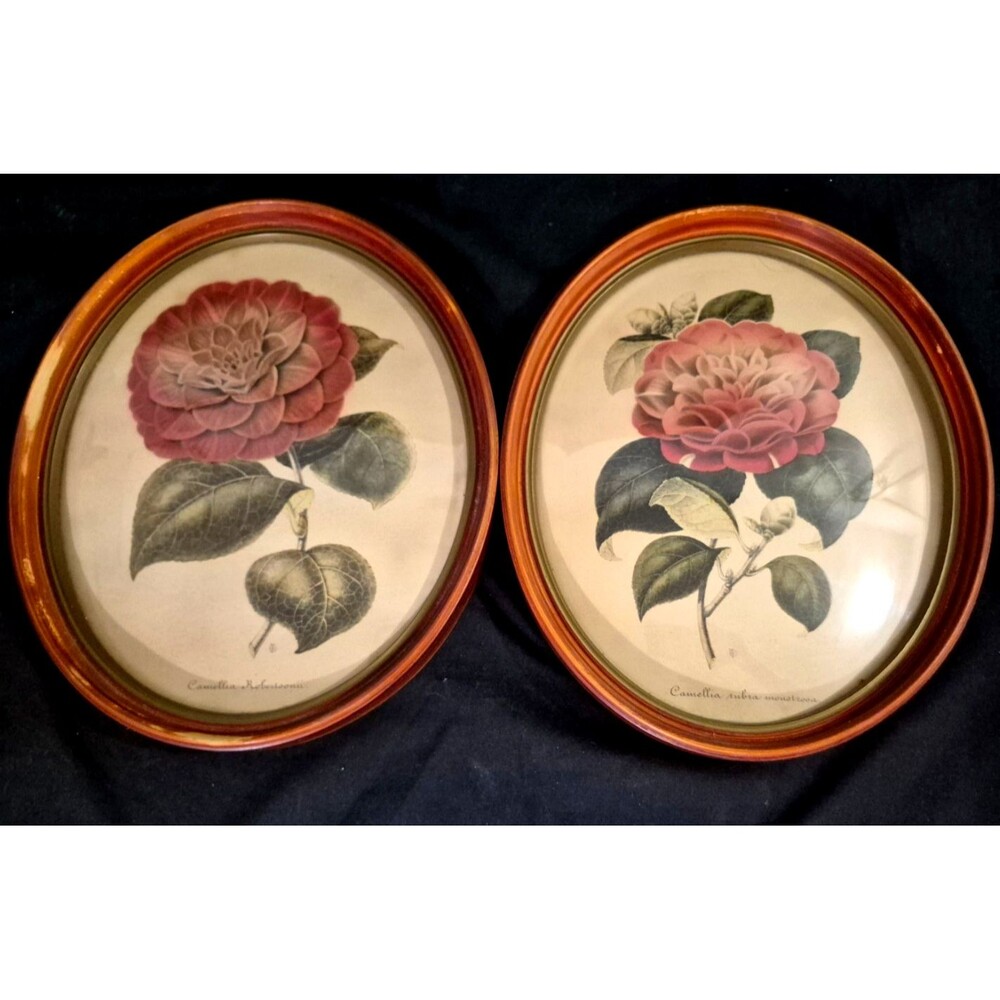 Set of 2 Vintage Botanical Cemallia Lthograph Prints Concave Glass Frames